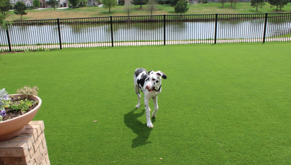 Best Turf for Dogs in Dallas
