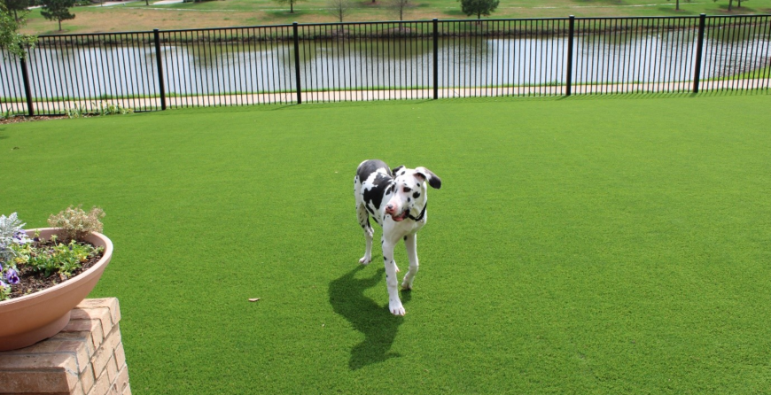Best Turf for Dogs in Dallas