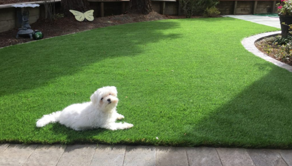 Best Artificial Grass for Dogs in Dallas