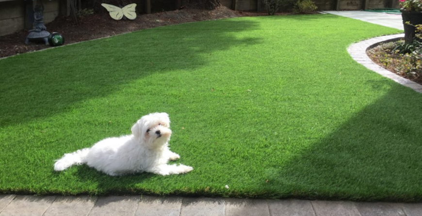 Best Artificial Grass for Dogs in Dallas